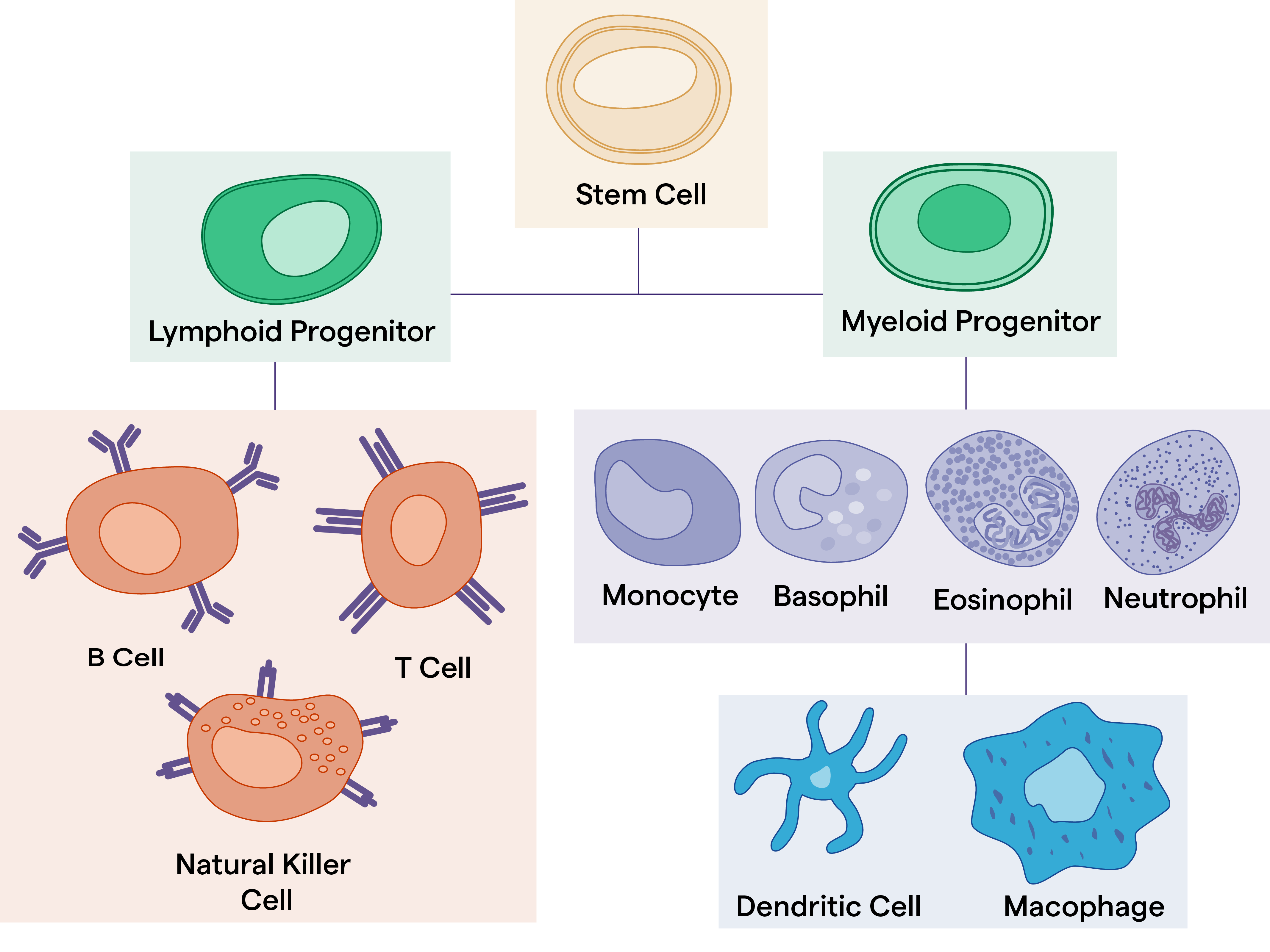 hematopoietic cells