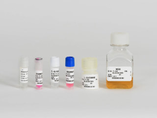 hMSC  Human Mesenchymal Stem Cell Osteogenic Differentiation Medium SingleQuots<sup>TM</sup> Supplements and Growth Factors