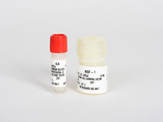 Neural Progenitor SingleQuots<sup>TM</sup> Supplements