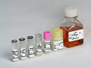 PGM-2 Preadipocyte Growth Medium SingleQuots<sup>TM</sup>- Supplements and Growth Factors