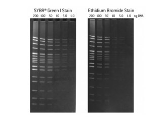 SYBR<sup class=reg>®</sup> Green I Nucleic Acid Stain