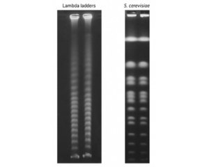 Lambda DNA Ladder (48.5 KB - 1 MB), 5 plugs