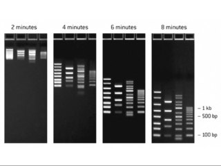 FlashGel™ DNA Marker, 100 bp – 3 kb