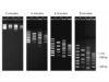 FlashGel DNA Marker 50bp -1.5 kb (500uL)