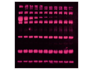 SYPRO® Ruby Protein Blot Stain