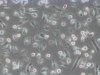 Periph. Blood CD14+ Cells 20 million
