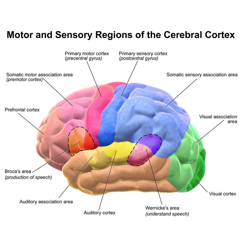 Introduction to Cortical | Lonza