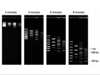 FlashGel™ DNA Starter Kit