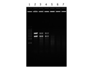 FlashGel RNA Kit