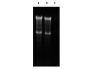 SYBR® Green II Nucleic Acid Gel Stain