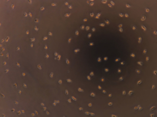 Human Cryo Kupffer Cells, 0.5 Million