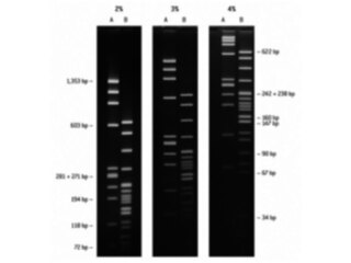 NuSieve<sup class=reg>®</sup> GTG<sup class=reg>®</sup> Agarose