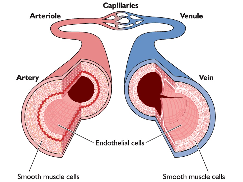 The Endothelial Cells Form A One Cell Thick Walled Layer Called Endothelium That Lines All Of Our Blood Vessels Such As Arteries Arterioles Venules Veins And Capillaries Smooth Muscle Cells Layer Beneath The Endothelial Cells To Form The Blood Vessel The