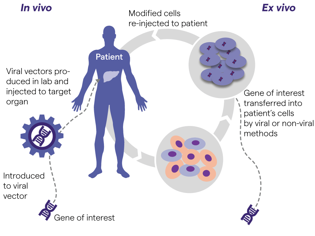 gene therapy diagram