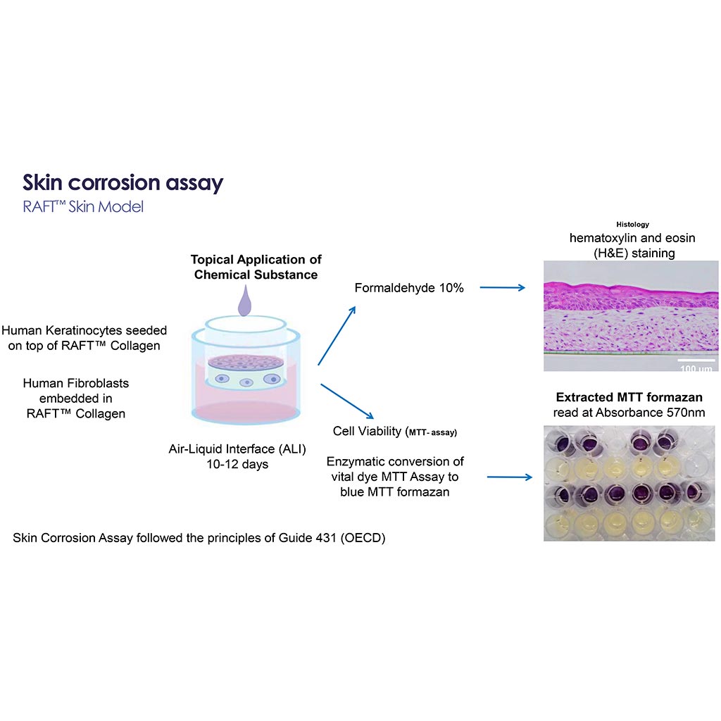 Ready-to-use ex vivo human skin models for cosmetic testing